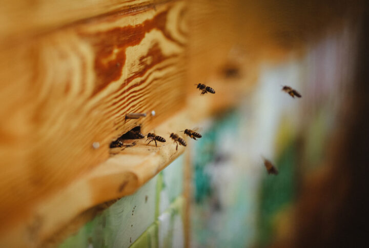 Budućnost pčelarstva u Hrvatskoj: Između prilika i izazova